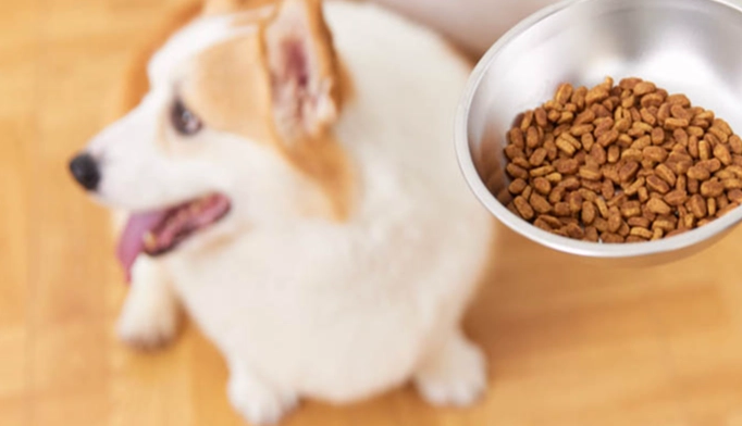 高蛋白狗糧推薦