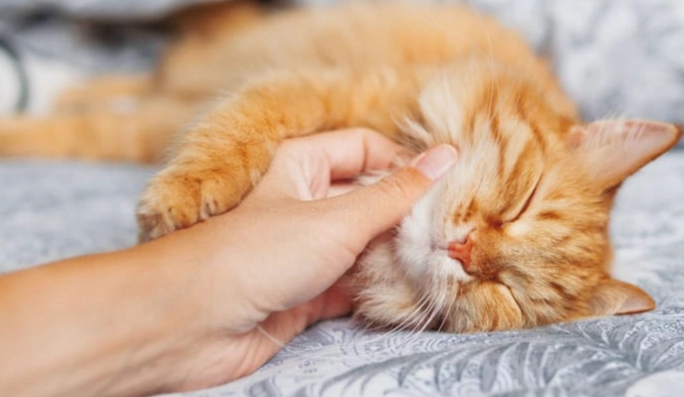 貓蜂叮恢復時間