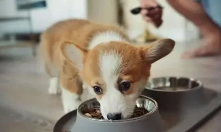 狗庫欣氏症藥副作用