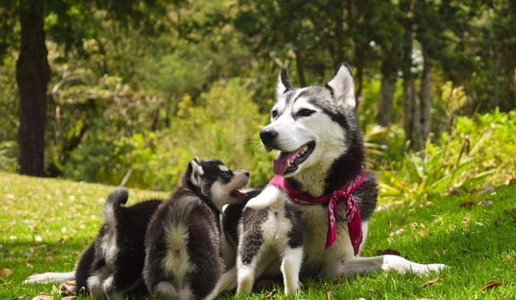 幼犬換牙沒食慾