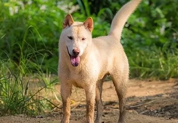 狗狗交配後多久懷孕