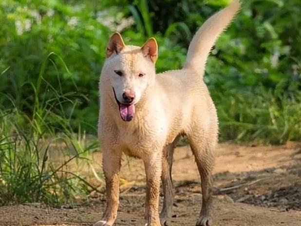 狗狗交配後多久懷孕？完整解析懷孕時間與照顧指南