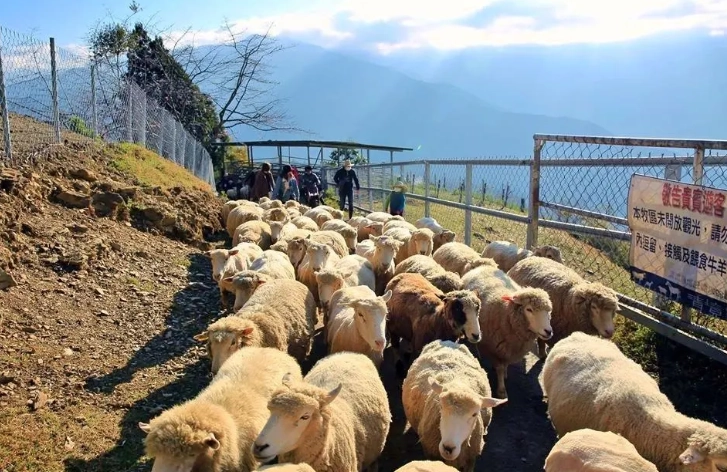清境農場無車旅行