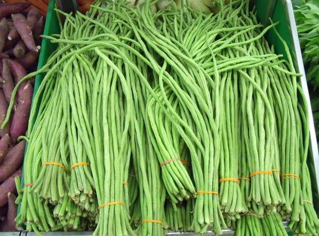 長豆四季豆種植