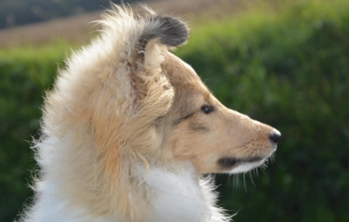 被狗咬傷口癒合時間