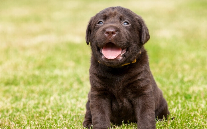 破傷風疫苗費用