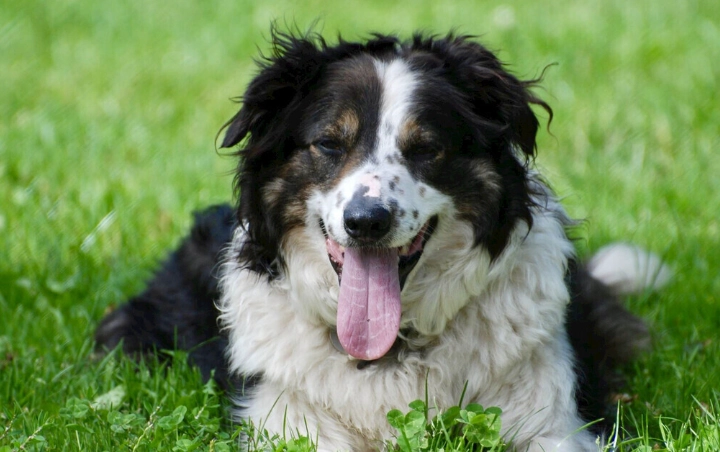 狗咬傷處理費用