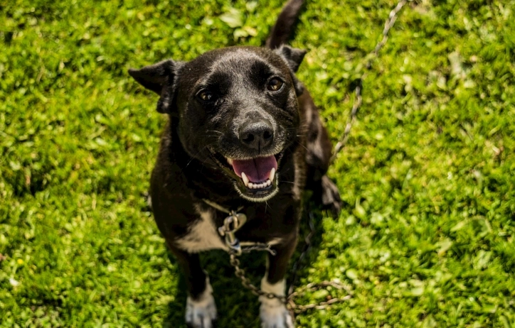 狗咬傷處理費用