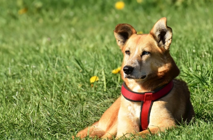 鄰居狗咬人處理