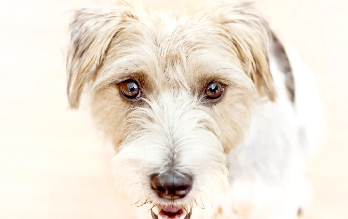 破傷風早期症狀