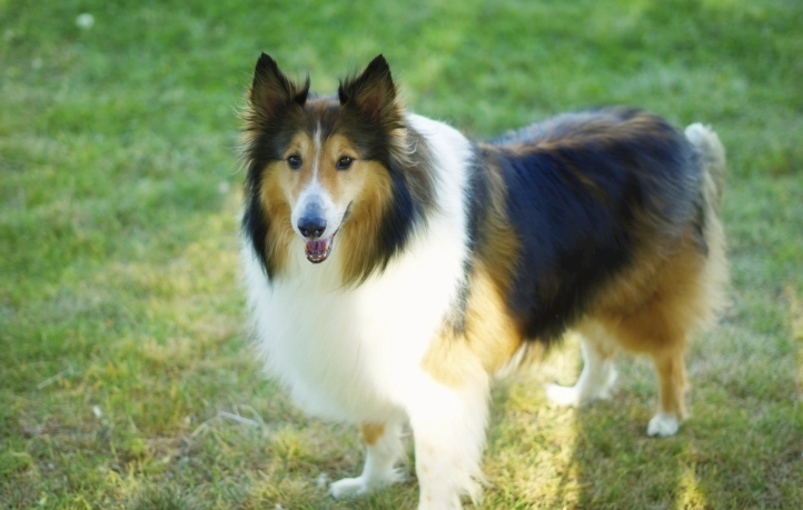 狗咬無傷口處理