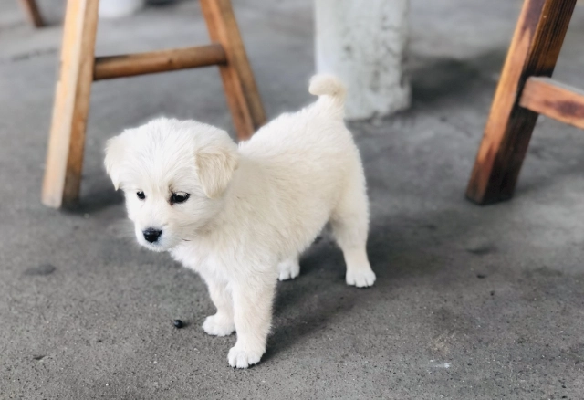 破傷風疫苗費用