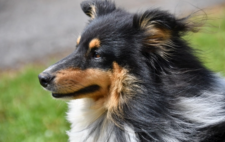 寵物責任險申請