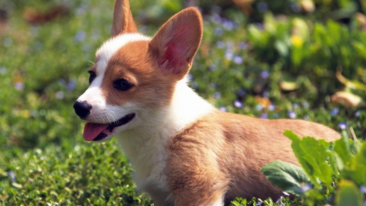 被狗咬傷口癒合時間