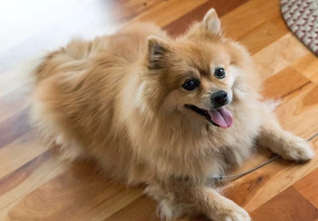 狗咬無傷口處理