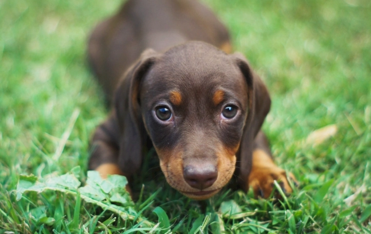 狗咬人法律責任