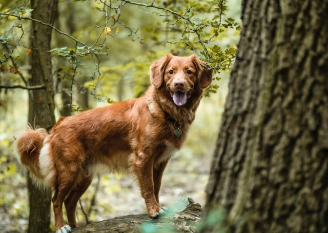 狗咬無傷口處理