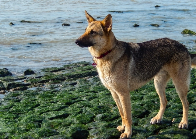 被狗咬傷口癒合時間