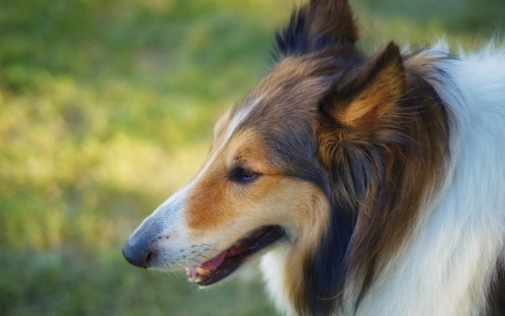 寵物責任險申請