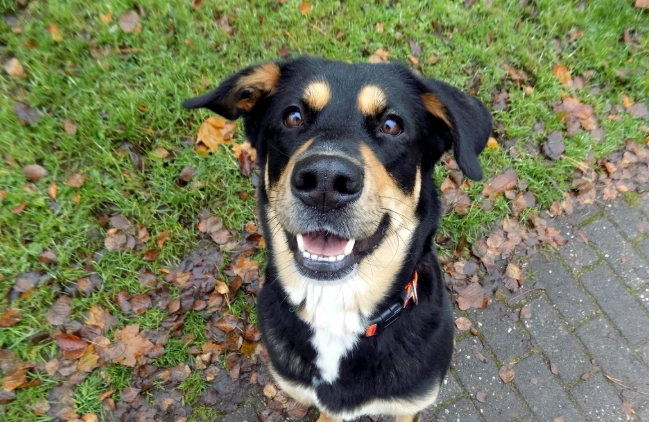 破傷風疫苗費用