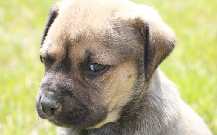 寵物責任險申請