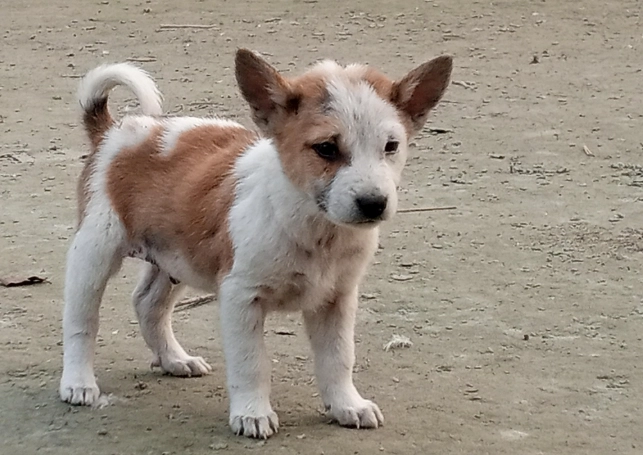 破傷風早期症狀