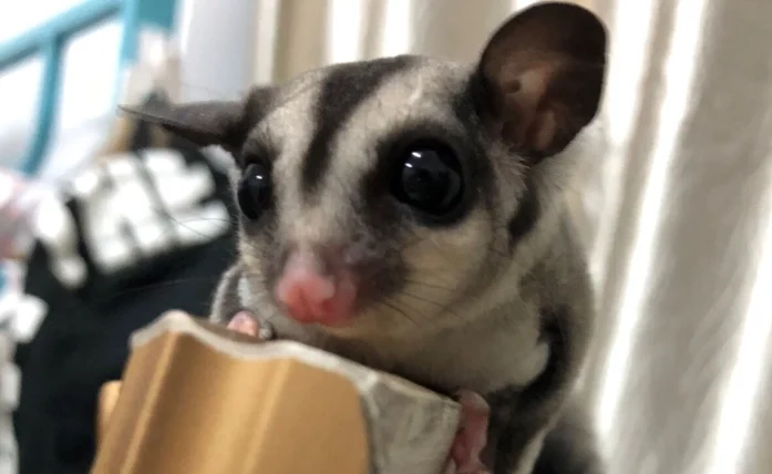 蜜袋鼯飼養心得