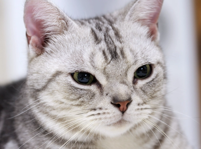 貓吐黃色泡泡怎麼辦？完整指南與實用解決方案