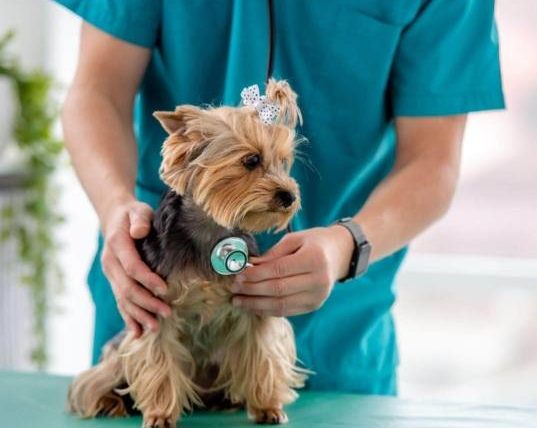 狗狗氣管塌陷藥物