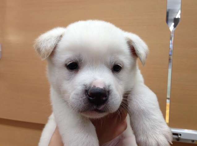 公狗絕育好處與風險：獸醫專業解析與術後護理完整指南