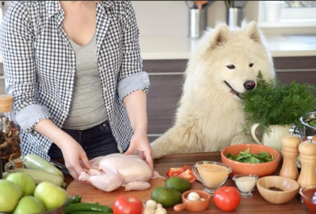 老年犬蛋白質需求