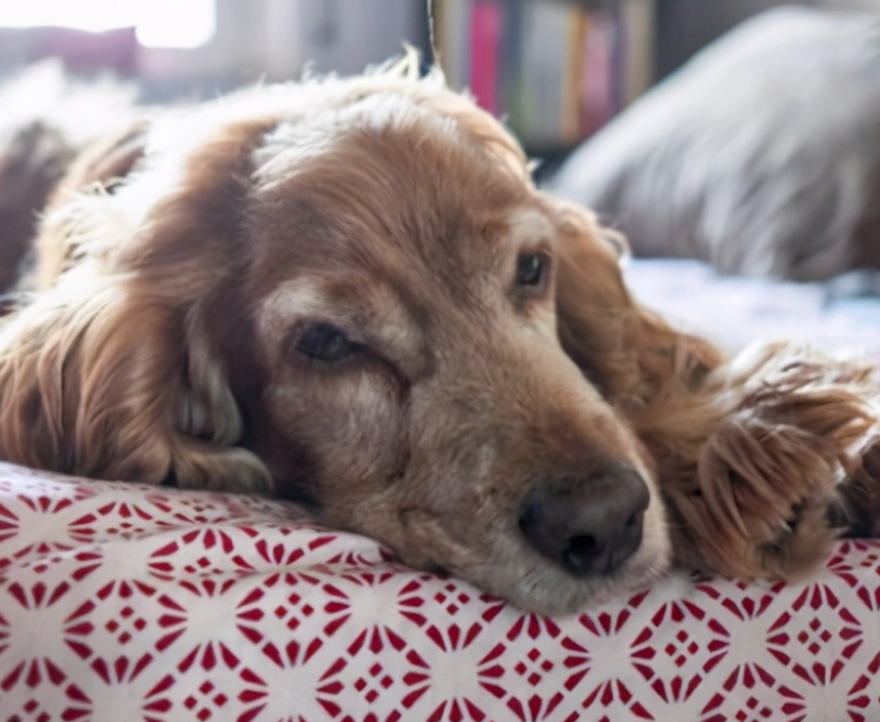 狗狗不親近主人