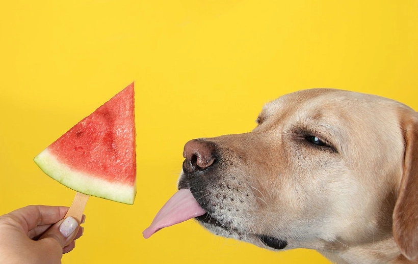 蜜瓜對狗安全嗎