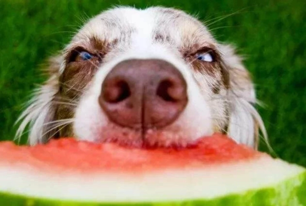 狗狗水果飲食