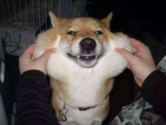 如何讓狗狗黏人