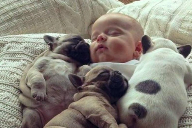 狗狗不親近主人