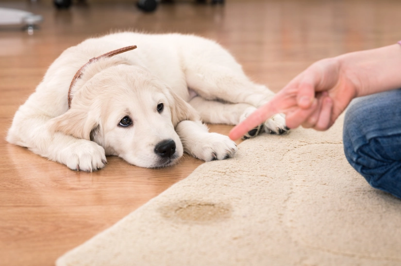 讓狗變親人方法