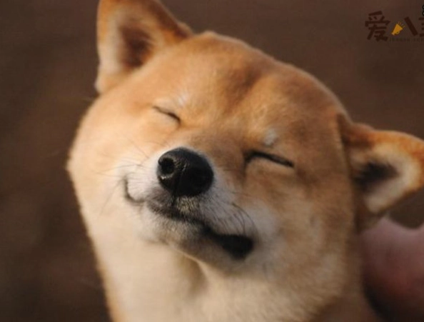 寵物狗照顧技巧