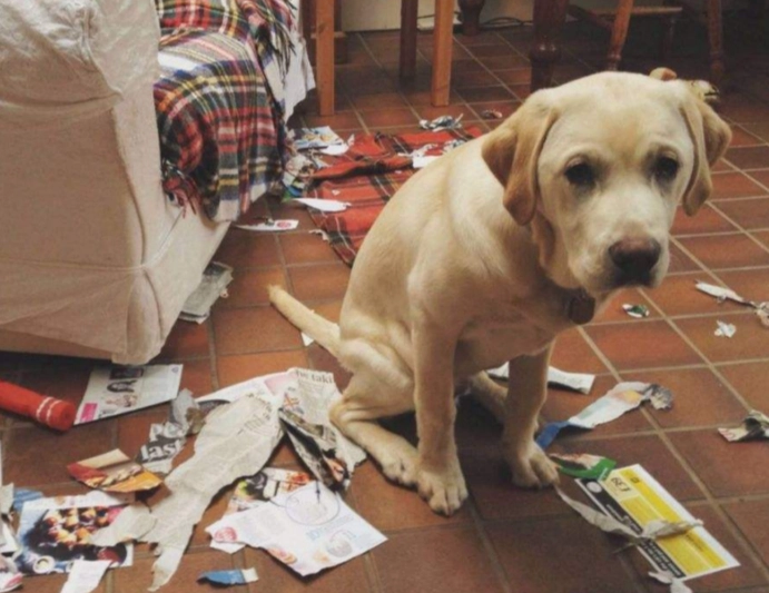 狗狗不黏主人原因