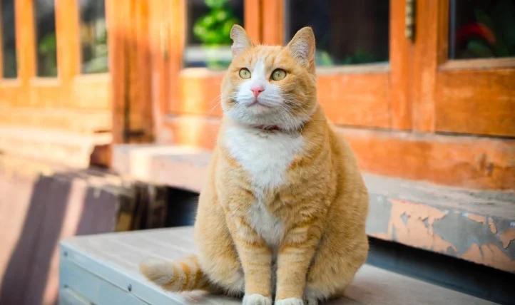 貓中毒會自己好嗎