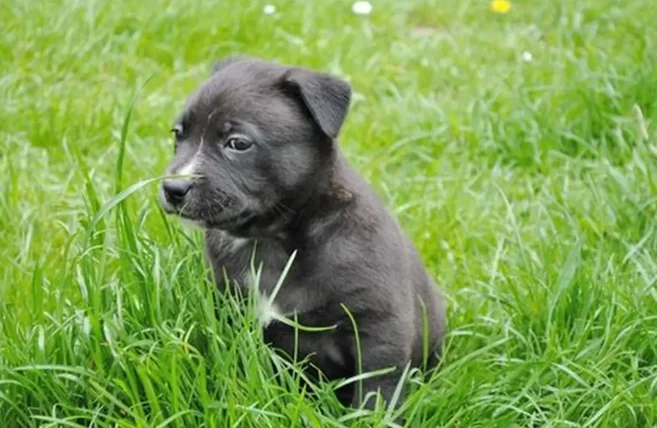 狗狗分離焦慮症狀