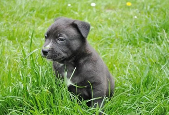 狗狗分離焦慮症狀全解析：識別、治療與預防實用指南