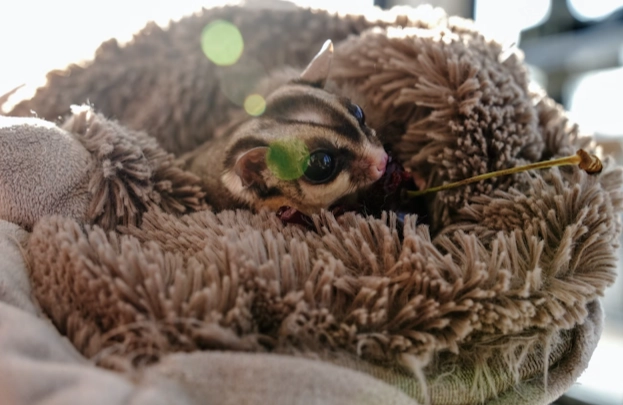 蜜袋鼯餵食時間