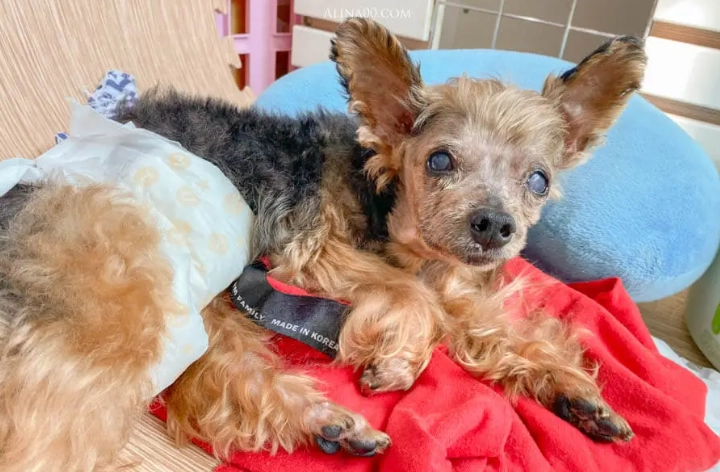 狗腎衰竭症狀全解析｜10大前兆判斷與完整照護指南