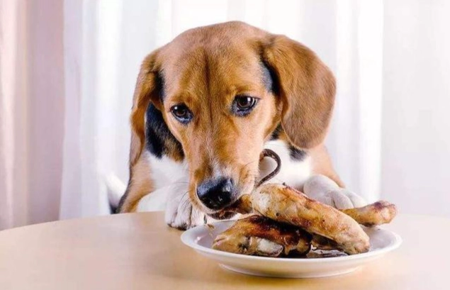 狗可以吃魷魚嗎