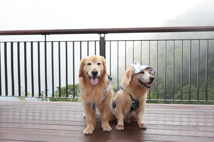 阿里山帶寵物旅遊