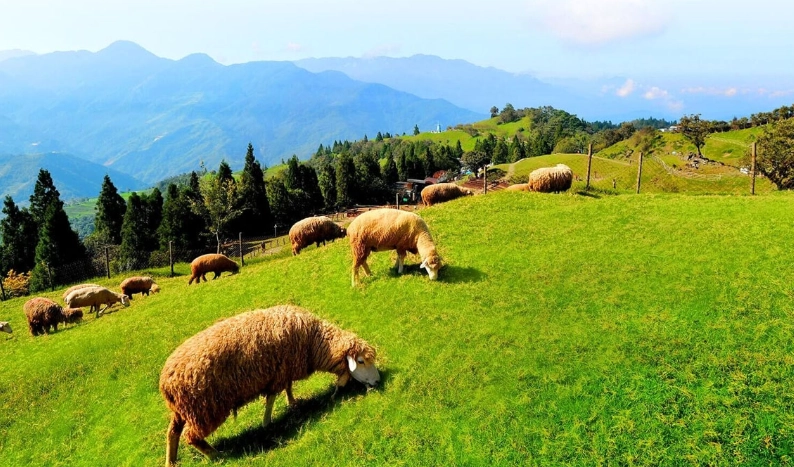 清境農場住宿推薦