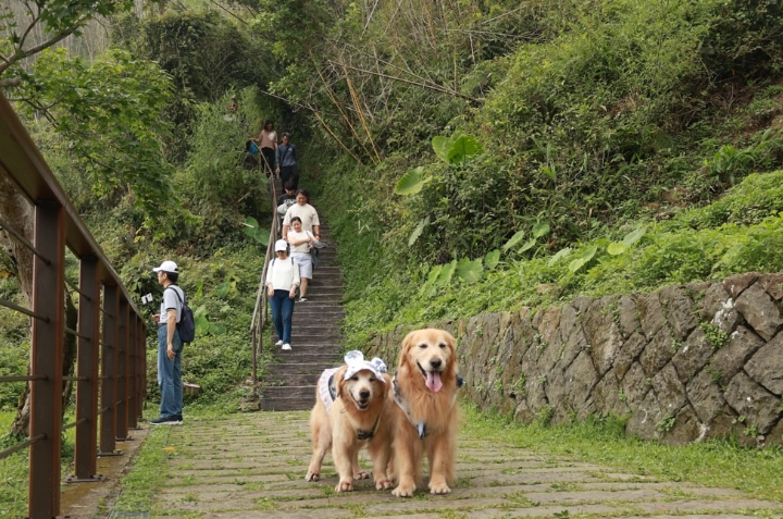 阿里山帶寵物旅遊