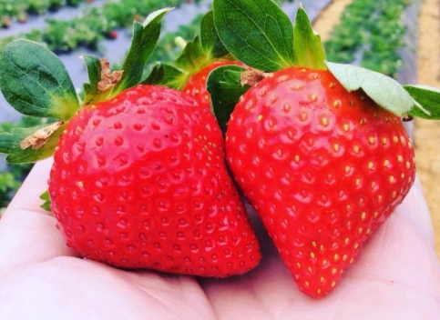 大湖草莓品質