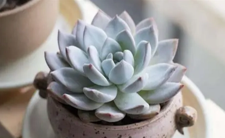 石蓮花養樂多功效